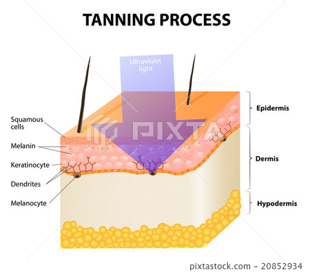 Tanning process 20852934