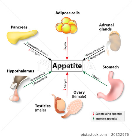 Hormones And Appetite 20852976