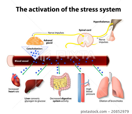 Activation of the stress system Activation of the stress system 20852979
