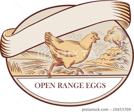 Hen Running Open Range Eggs Oval Drawing 20853709