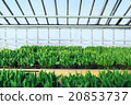 Cultivation of tulips in greenhouse  perspective  20853737