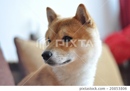 Close up on young shiba inu dog 20853806