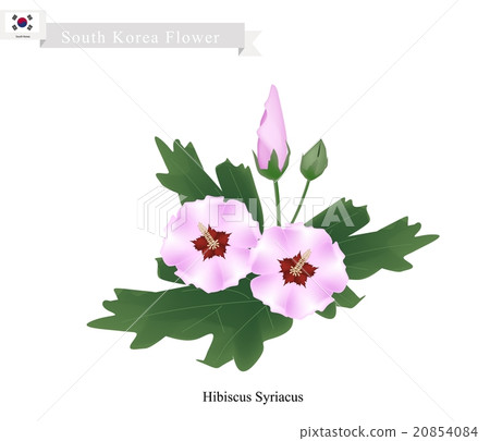 National Flower of South Korea, Hibiscus Syriacus National Flower of South Korea, Hibiscus Syriacus 20854084