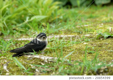 Swallow Swallow 20854399