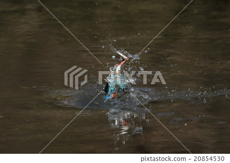 Kingfishes that hunt 20854530