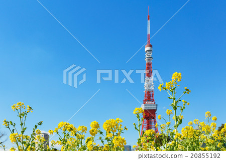 Rape flowers in full bloom at Shibakoen and Tokyo Tower Rape flowers in full bloom at Shibakoen and Tokyo Tower 20855192