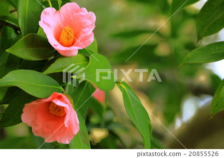 Wabisuki花 Wabisuki花 20855526