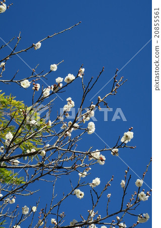梅花盛開 梅花盛開 20855561