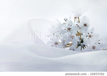 Drape of tulle 20855592