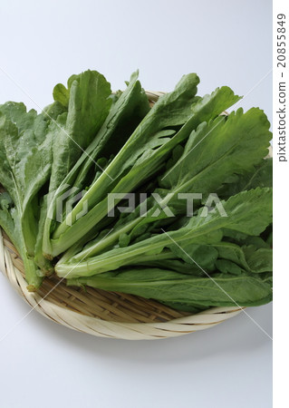 Ooba葉子 Ooba葉子 20855849