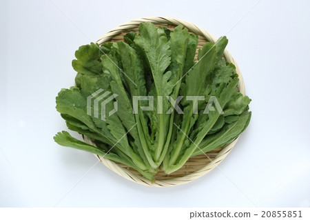 Ooba葉子 Ooba葉子 20855851