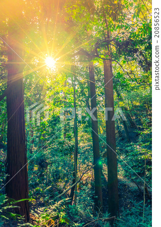 Forest trees ( Filtered image processed vintage effect. ) Forest trees ( Filtered image processed vintage effect. ) 20856523
