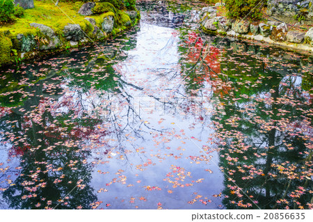 Autumn forest with river Autumn forest with river 20856635