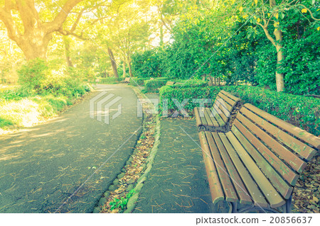 Wooden bench in the park ( Filtered image processed vintage effe Wooden bench in the park ( Filtered image processed vintage effe 20856637