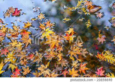 Colorful Autumn maple leaf on the water Colorful Autumn maple leaf on the water 20856640