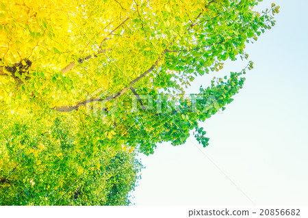 Beautiful Colorful Autumn Leaves Beautiful Colorful Autumn Leaves 20856682
