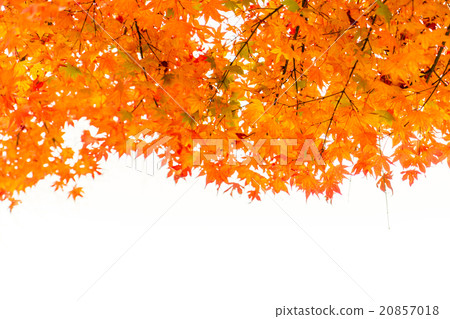 Beautiful Colorful Autumn Leaves 20857018