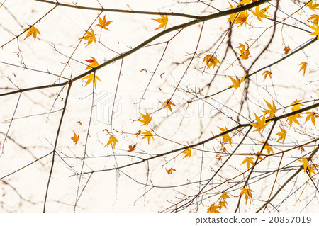 Beautiful Colorful Autumn Leaves Beautiful Colorful Autumn Leaves 20857019
