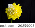 Dahlia 20859008