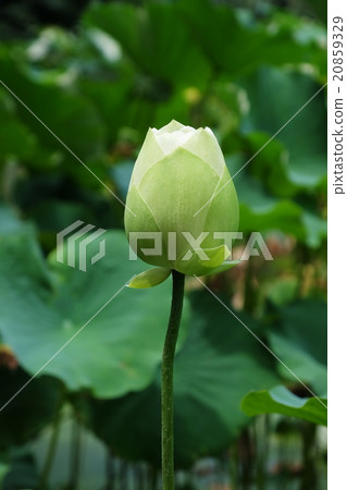 Lotus Lotus 20859329