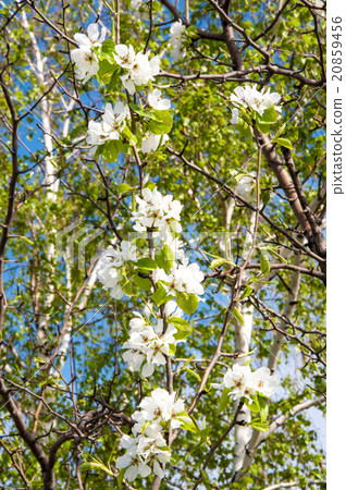 Flowers of the Apple-tree after the rain 20859456