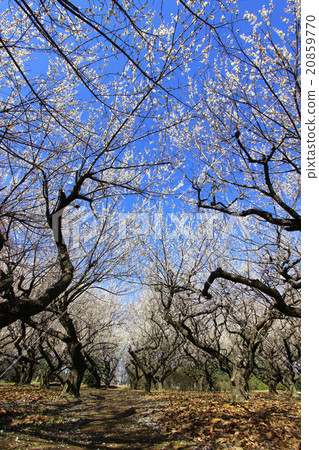 Akatsuka Tameke公園 20859770