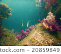 Scuba spot in Nobeoka, Miyazaki 20859849