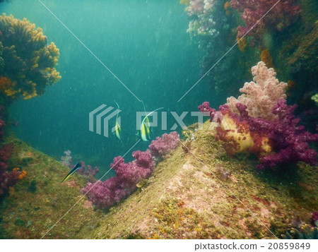 Scuba spot in Nobeoka, Miyazaki 20859849
