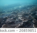 Table coral 20859851
