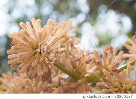 Beautiful Dracaena flower in the garden Beautiful Dracaena flower in the garden 20860187