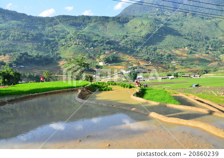 Sapamon部落的越南村莊Hon Tribe的人們做美麗的稻田耕作工作 20860239