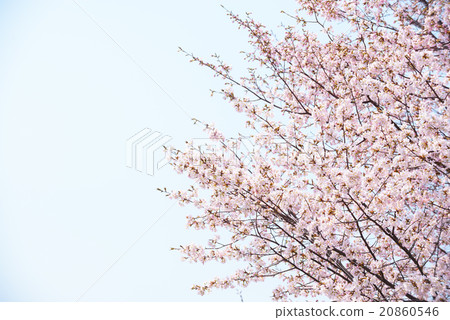Cherry blossoms and blue sky Cherry blossoms and blue sky 20860546