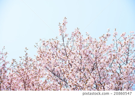  Cherry blossoms and blue sky 20860547