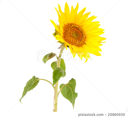sunflowers 20860930