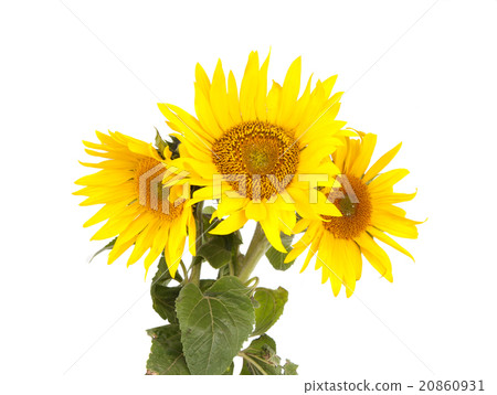 sunflowers sunflowers 20860931