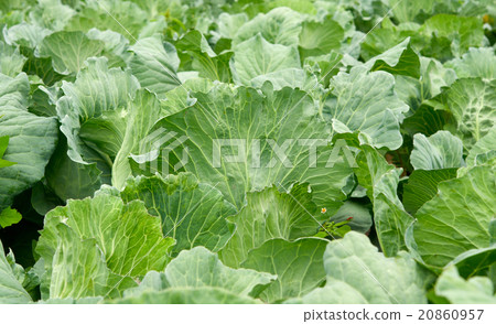cabbage growing 20860957