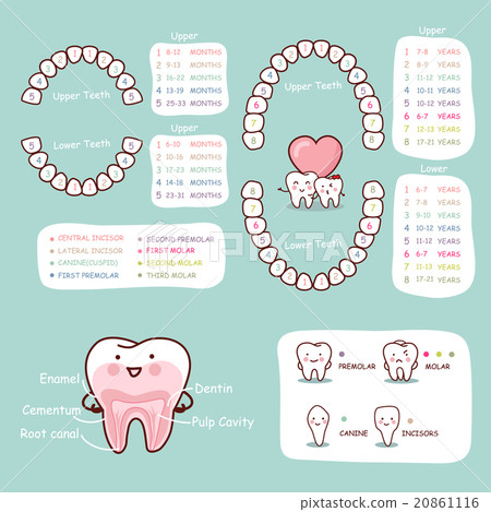 human tooth cartoon anatomy chart - Stock Illustration [20861116] - PIXTA