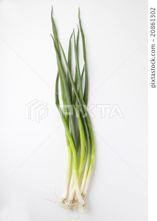 藍洋蔥 藍洋蔥 20861302