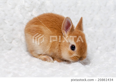 Rabbit  20861434