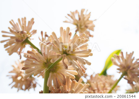 Beautiful Dracaena flower in the garden Beautiful Dracaena flower in the garden 20861544