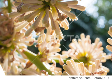 Beautiful Dracaena flower in the garden Beautiful Dracaena flower in the garden 20861605