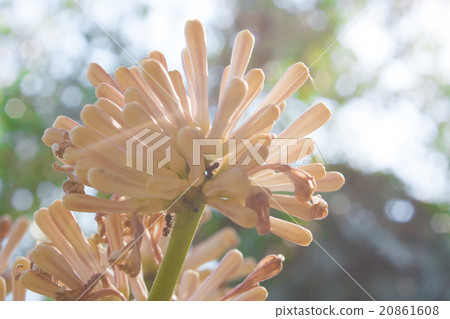 Beautiful Dracaena flower in the garden 20861608