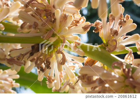 Beautiful Dracaena flower in the garden 20861612