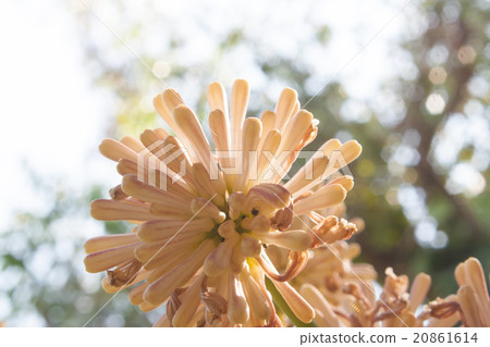 Beautiful Dracaena flower in the garden 20861614