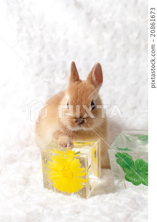 兔子和華夏水晶 兔子和華夏水晶 20861673