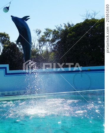 海豚表演 20861680