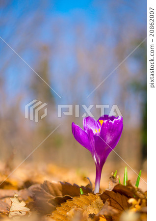 Crocus 20862007