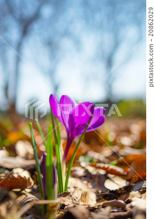 Crocus 20862029