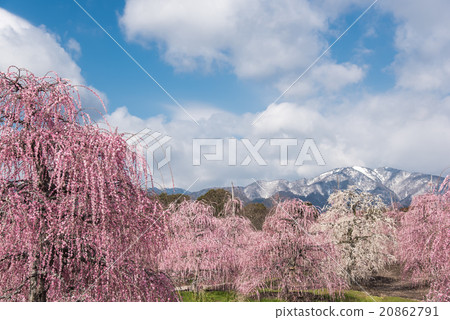 鈴鹿森林花園的垂枝梅 20862791