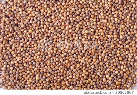 coriander 20862867